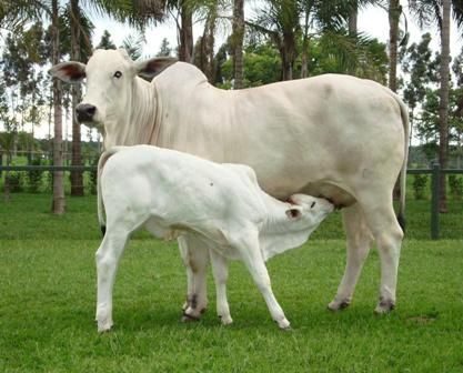 A imunização contra diversas doenças é fundamental no manejo sanitário de uma fazenda. Doenças