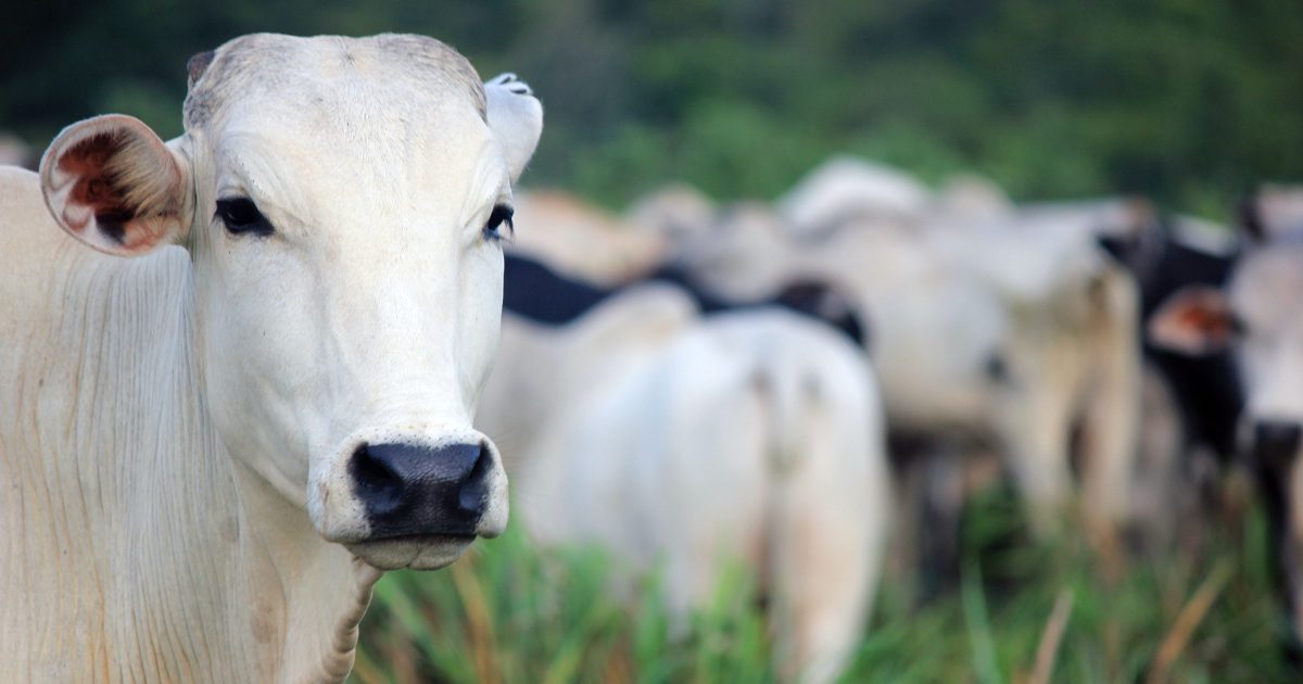 Mapa anuncia abertura de mercado para bovinos e bubalinos vivos do Brasil para o Togo