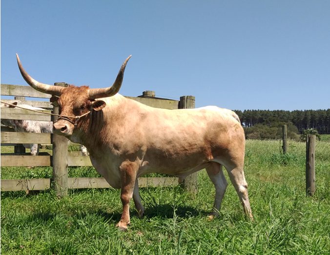 raça Crioula Lageana