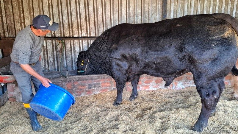 Touro mais pesado da Expointer