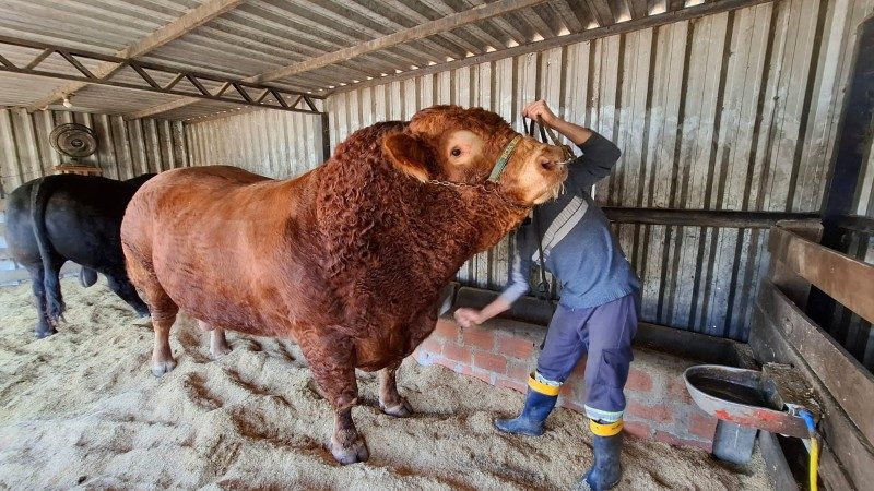 Touro mais pesado da Expointer