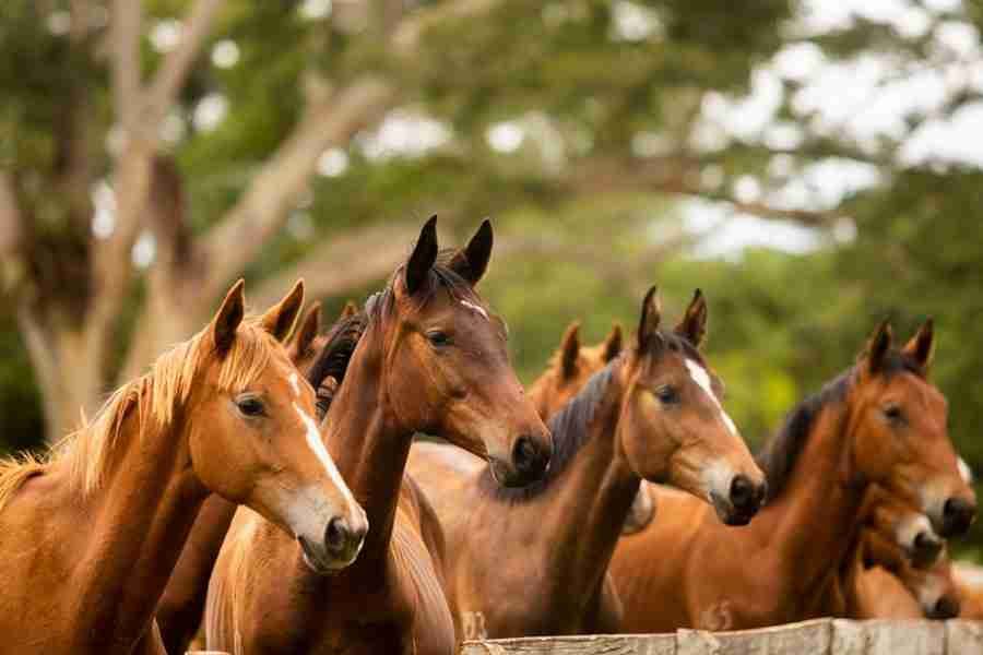 Reforço nutricional potencializa desempenho esportivo dos cavalos