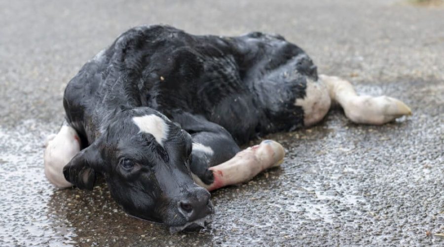 Descubra as 6 doenças mais graves no gado e como preveni-las