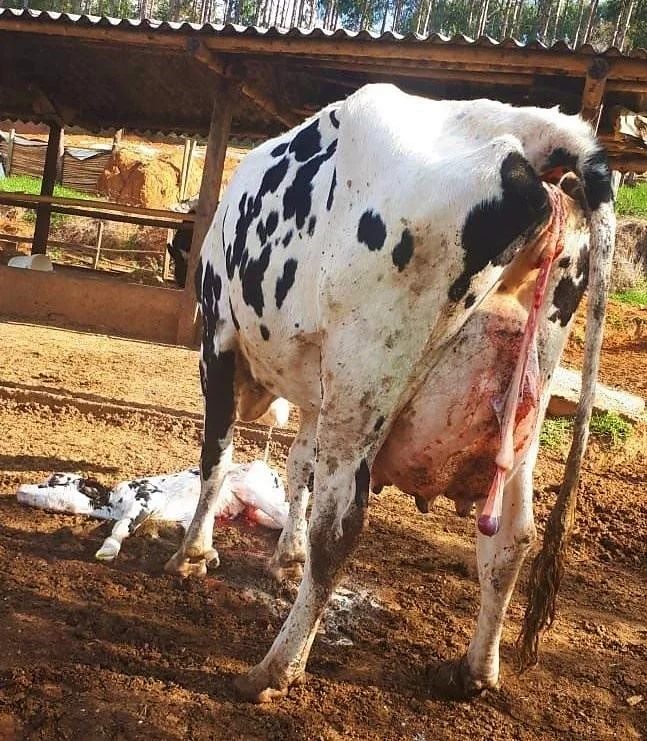 Descubra as 6 doenças mais graves no gado e como preveni-las