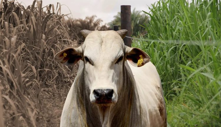 Transição águas-seca, o que fazer com o gado a pasto