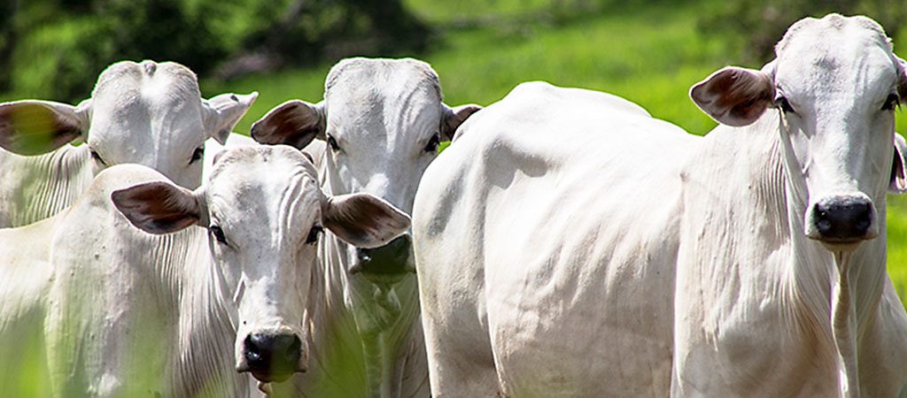 Transição águas-seca, o que fazer com o gado a pasto