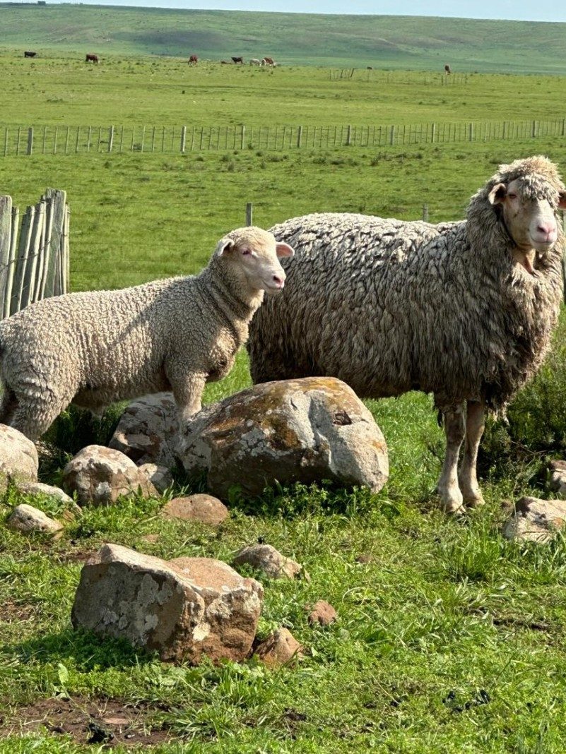 Conheça as novas raças na edição Expointer 2024