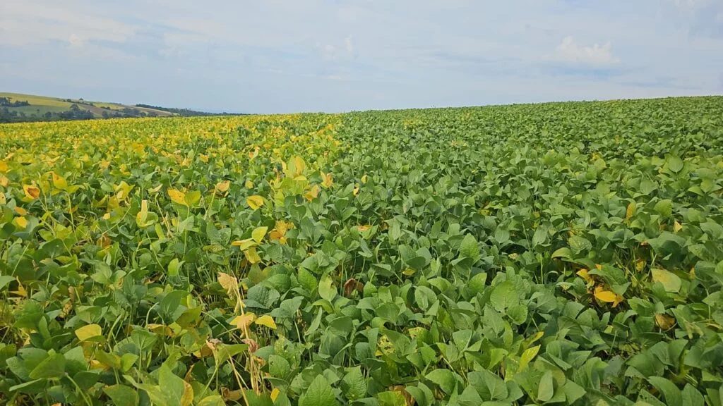 Cama de aves impulsiona a produção de fertilizantes organominerais
