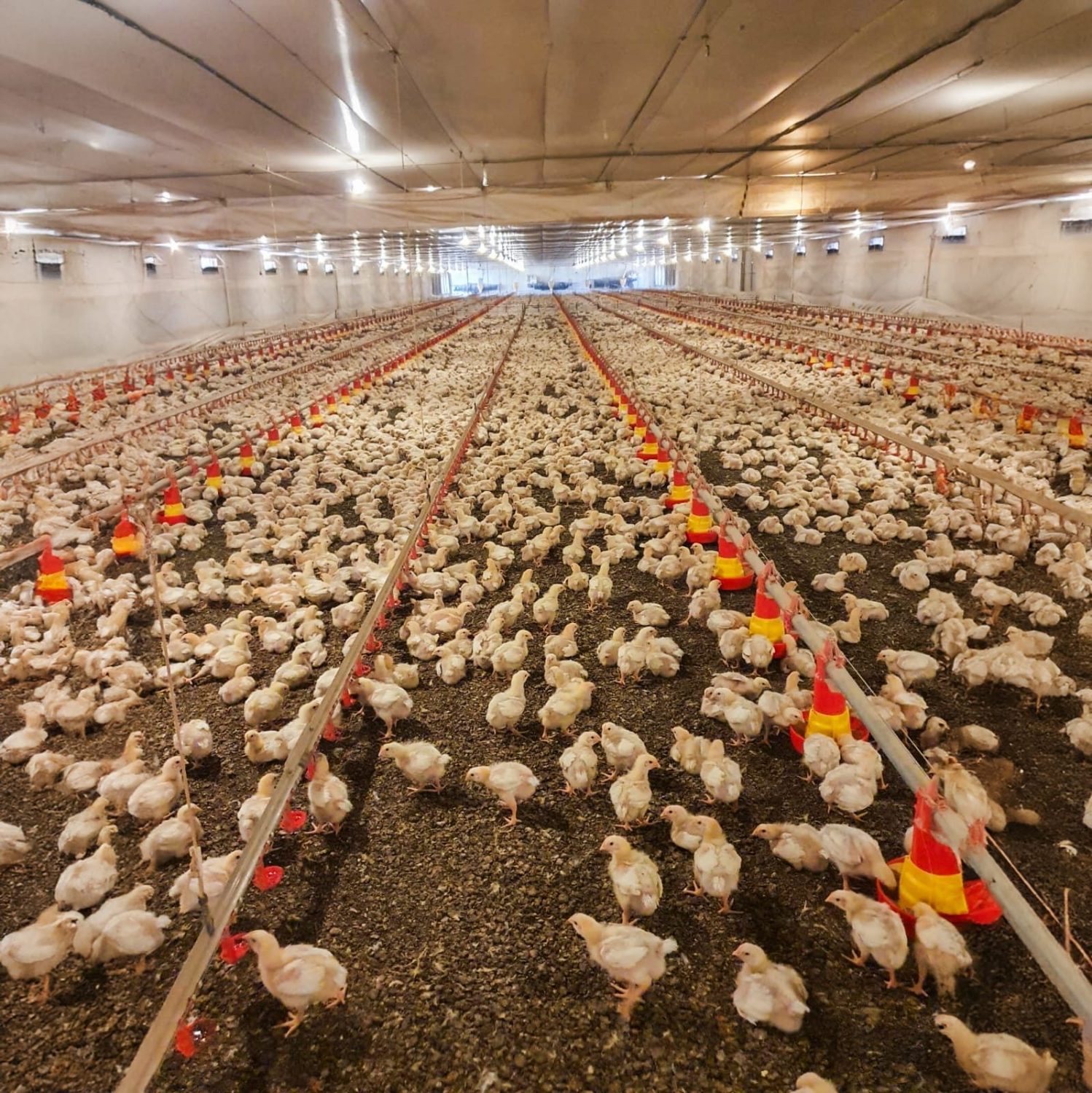 Cama de aves impulsiona a produção de fertilizantes organominerais