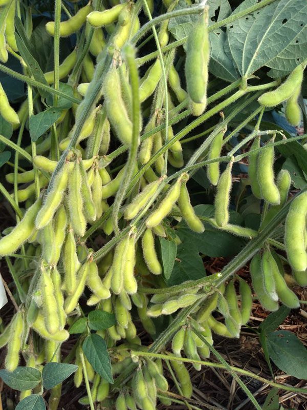 Diversificar culturas aumenta lucro do produtor em até 11%