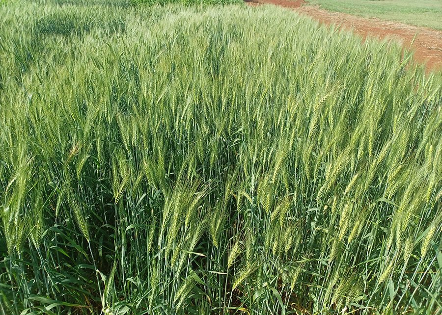 Diversificar culturas aumenta lucro do produtor em até 11%