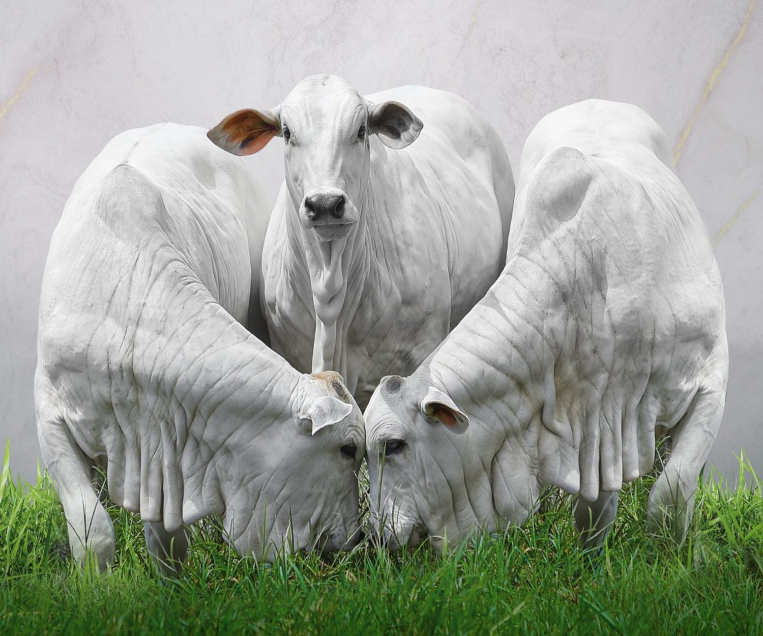 Leilão Baby de Prova terá oferta de 30 bezerras, em Londrina (PR)