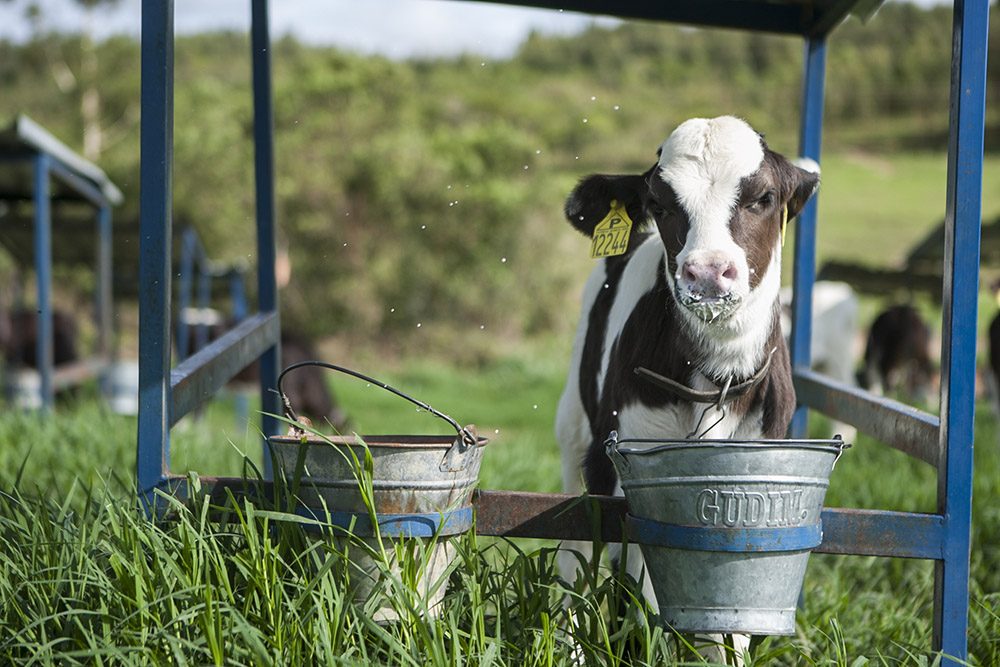 Sanidade, nutrição e ambiente para as bezerras são pontos de atenção nas fazendas leiteiras