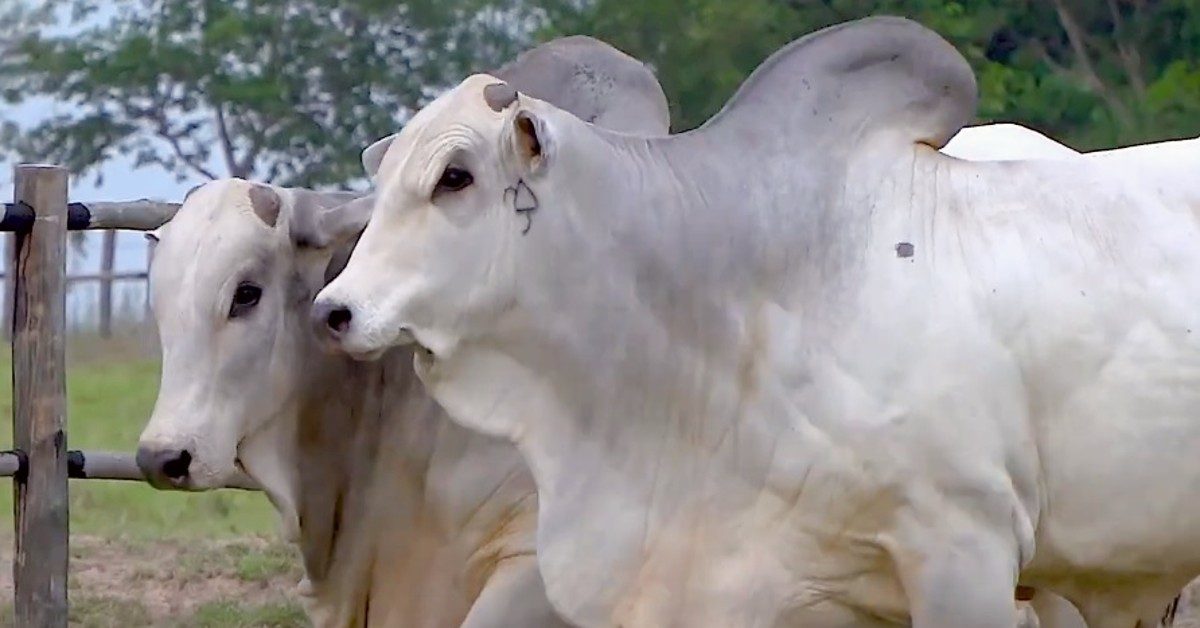 Touro PO é o futuro-presente da pecuária