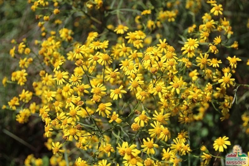 Principais plantas tóxicas para bovinos: saiba quais são e os riscos que representam