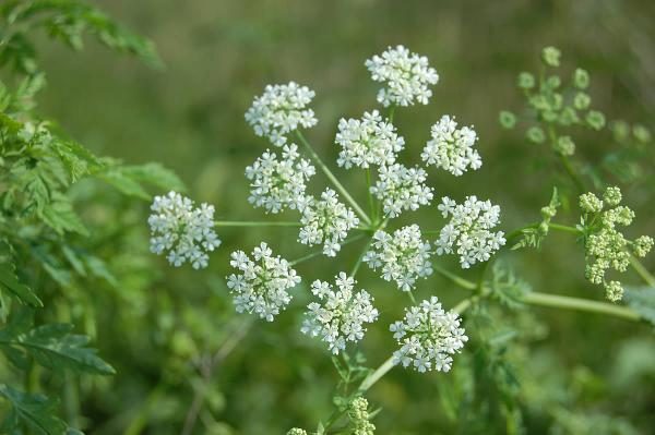 Principais plantas tóxicas para bovinos: saiba quais são e os riscos que representam