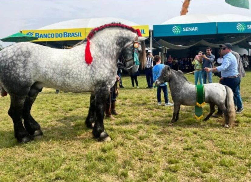 Grande Campeão da raça Percheron