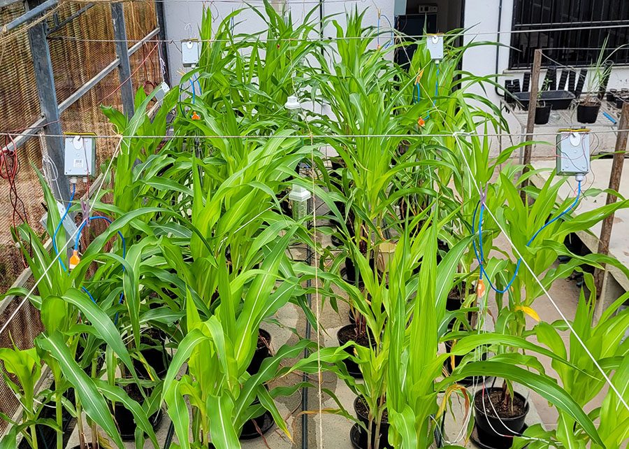 Pesquisa da Embrapa desenvolve dispositivo com inteligência artificial (I.A.) para o sensoriamento do estresse hídrico das plantas