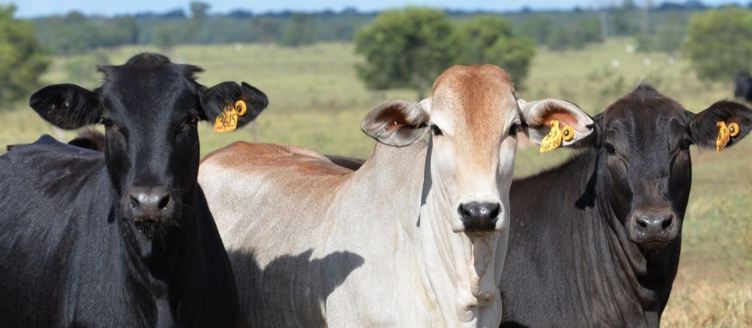 Conheça os quatro motivos da matriz virar vaca de descarte
