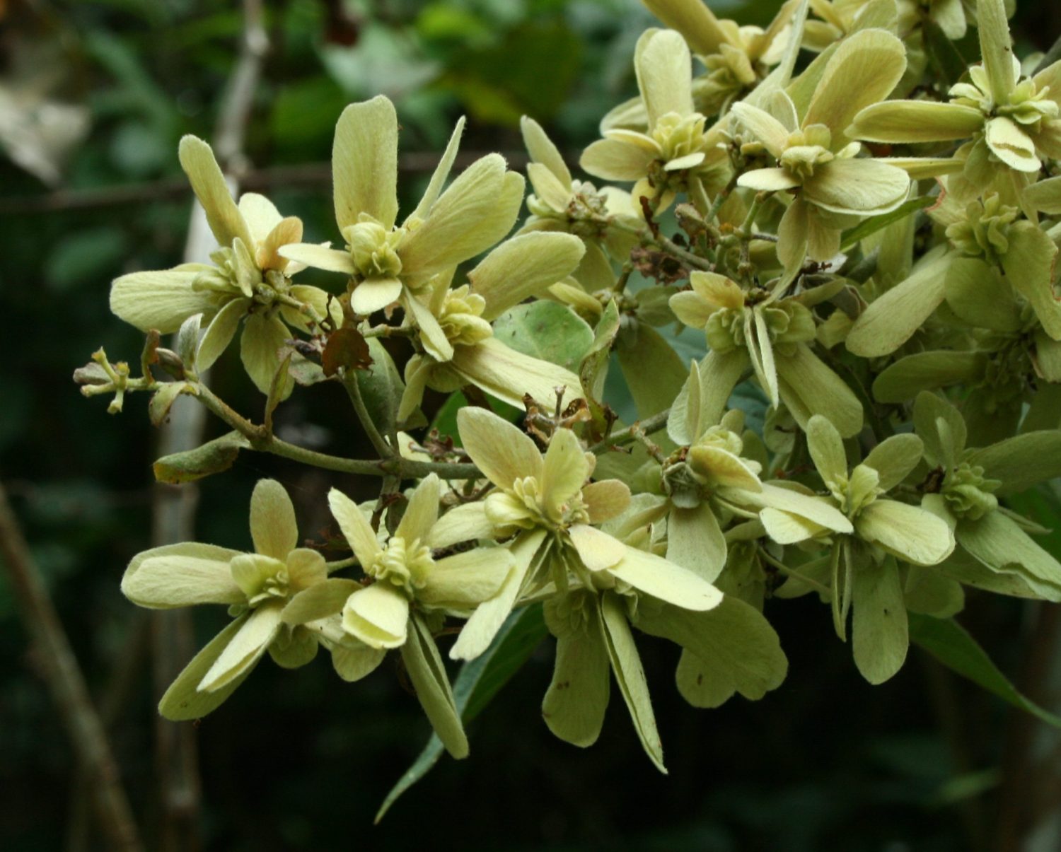 Principais plantas tóxicas para bovinos: saiba quais são e os riscos que representam