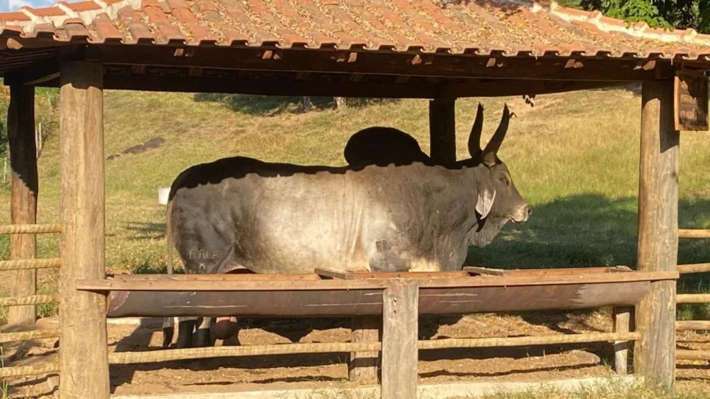 Guzerá: O legado secular da família fontenelle na evolução da raça no Brasil