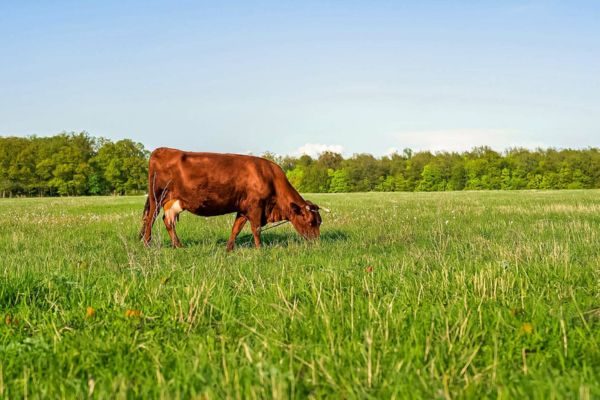 Manejo do pasto na seca: Produção ou conservação?
