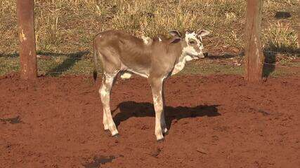 Bezerro com 'cinco patas' nasce no Paraná; Veja