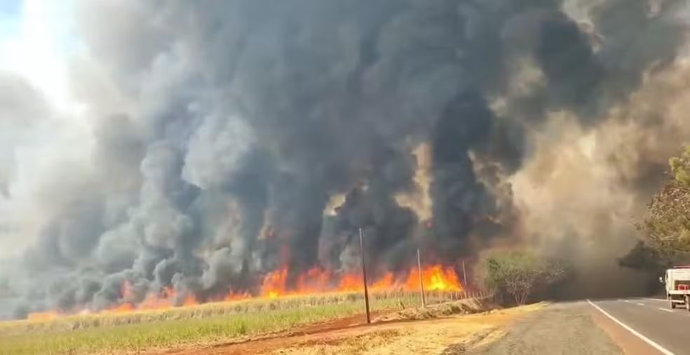 Incêndios em SP devastam 70% das lavouras do IAC em Ribeirão Preto