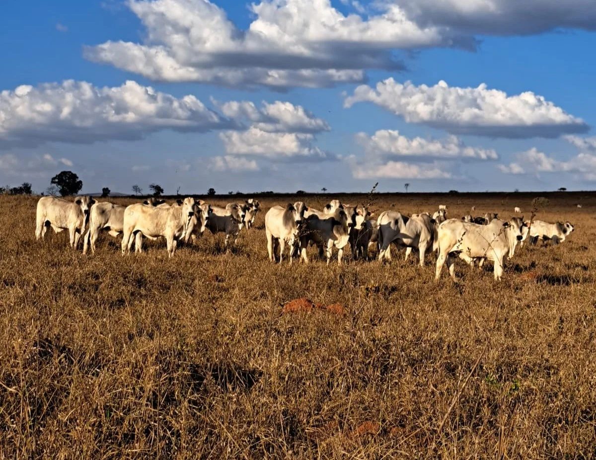 Como a silagem protege fazendas do semiárido das oscilações climáticas?