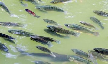 Fider Pescados reduz em 2% o consumo de água com modelo sustentável de produção de tilápia