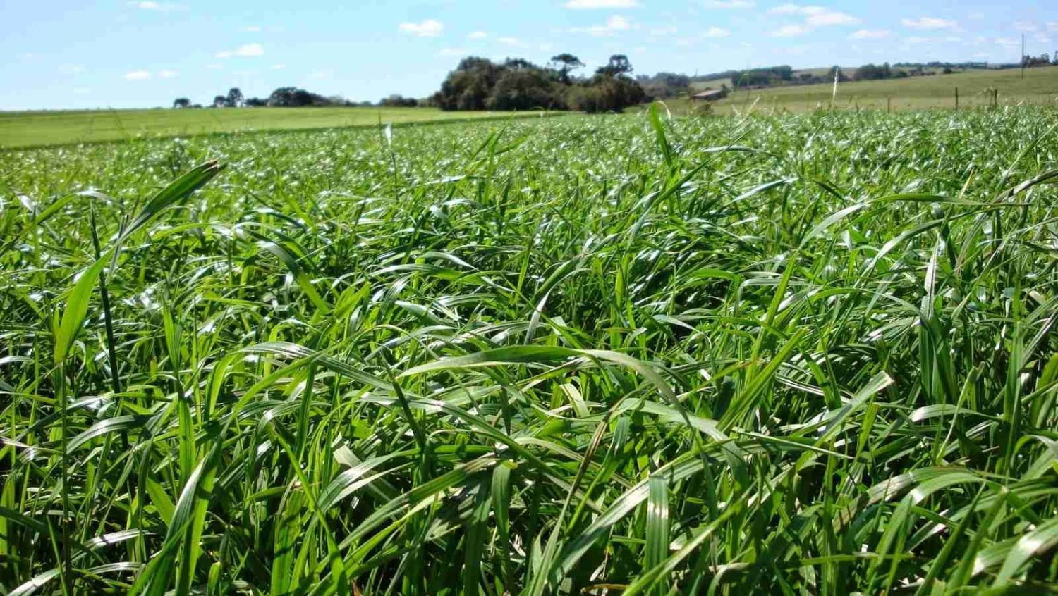 Recuperação e renovação de pastagens: estratégias para reverter a degradação