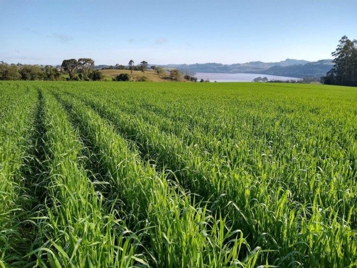 Recuperação e renovação de pastagens: estratégias para reverter a degradação