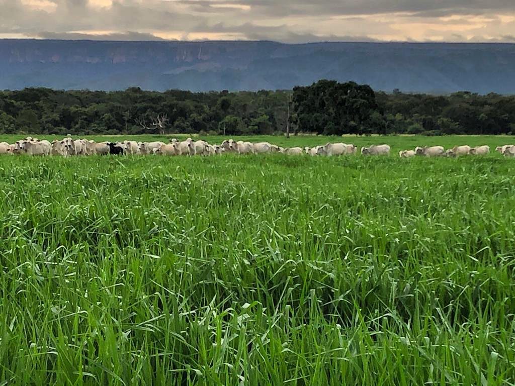 Recuperação e renovação de pastagens: estratégias para reverter a degradação