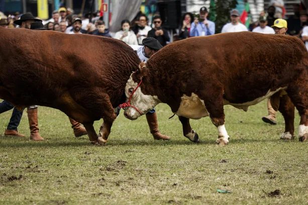 touros duelam durante a cerimônia de abertura da Expointer