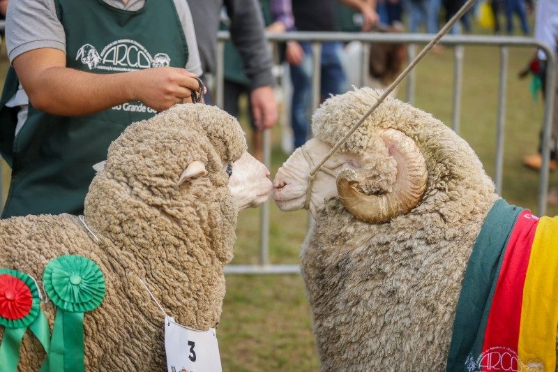 touros duelam durante a cerimônia de abertura da Expointer