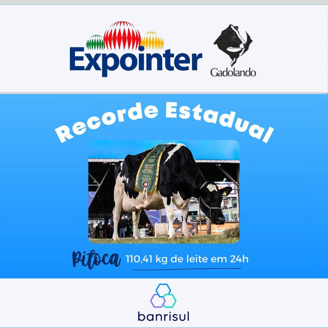 Vaca bate recorde ao produzir 110 quilos de leite