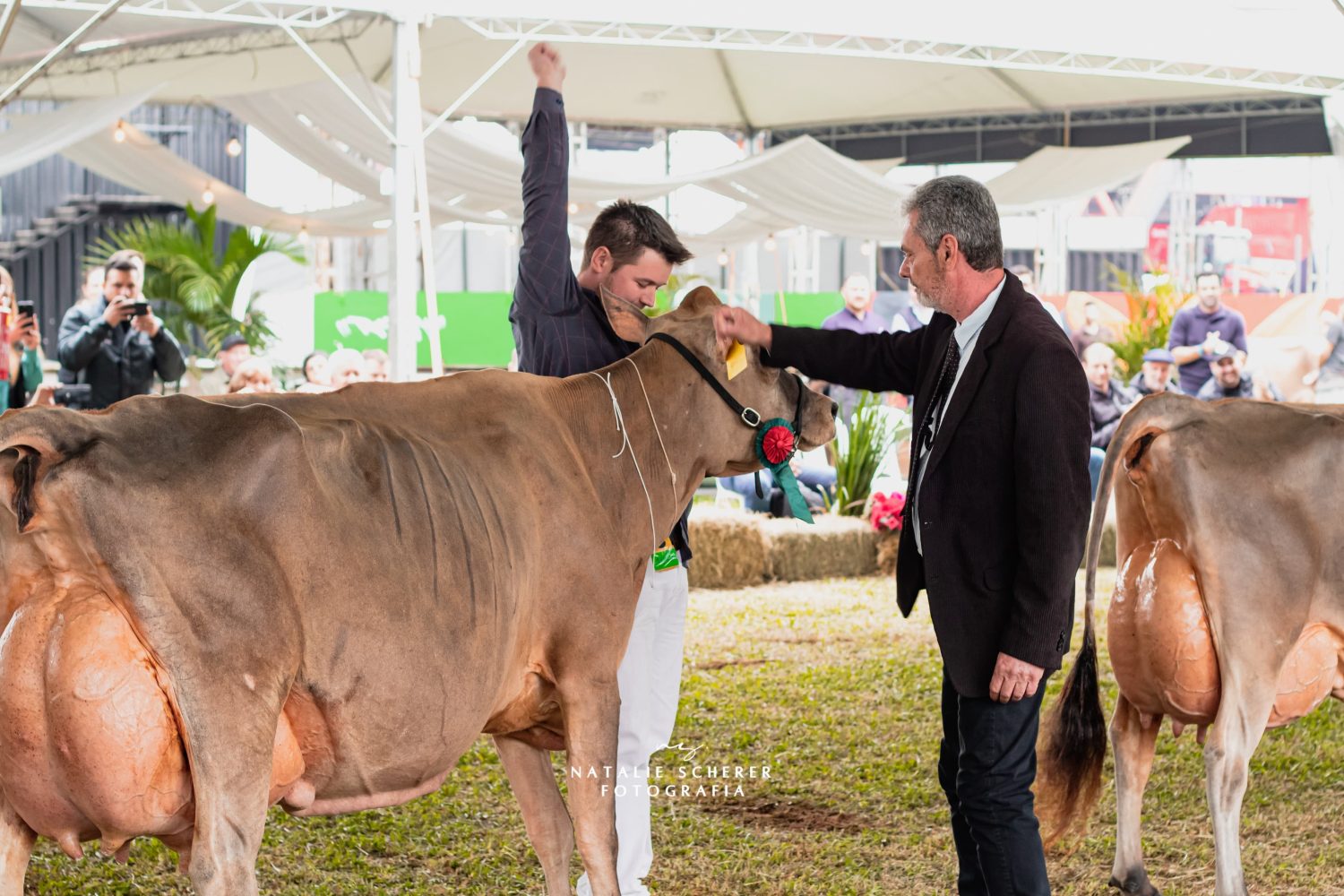 Nanda Celebrity Avistoso é um verdadeiro ícone da raça Jersey
