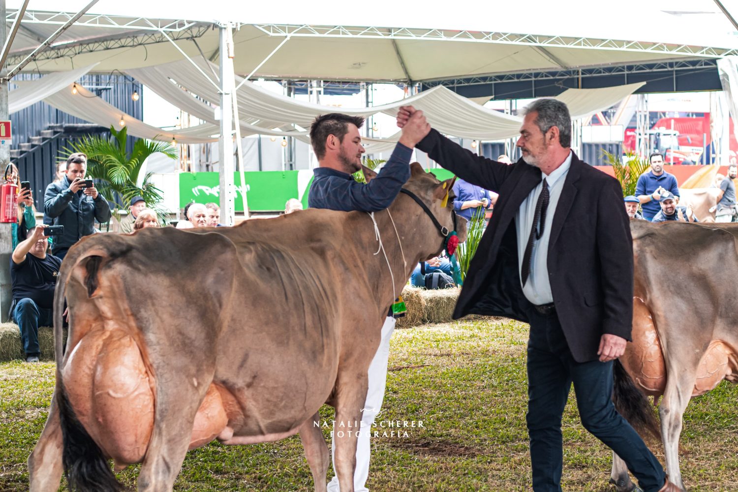 Nanda Celebrity Avistoso é um verdadeiro ícone da raça Jersey