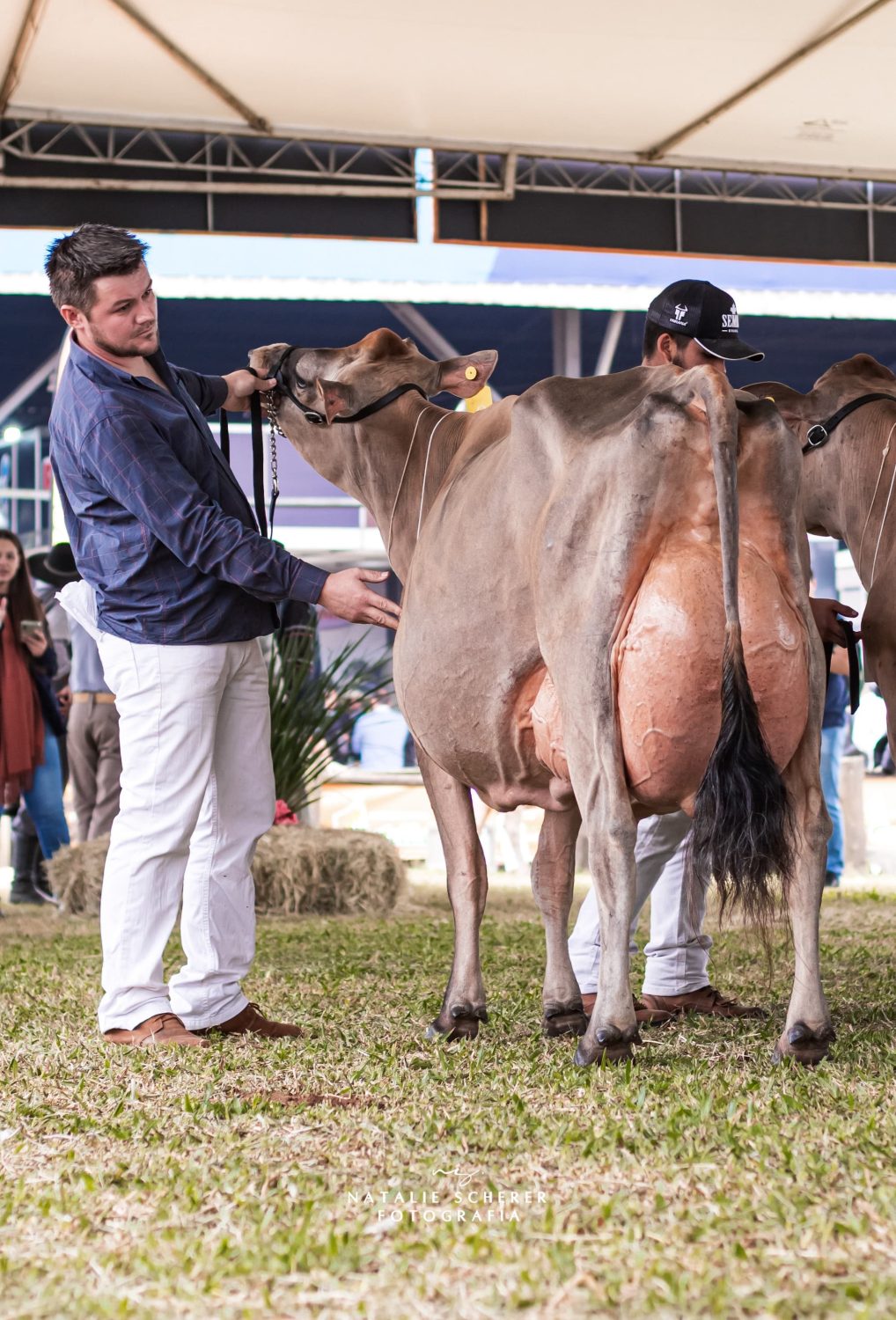 Nanda Celebrity Avistoso é um verdadeiro ícone da raça Jersey