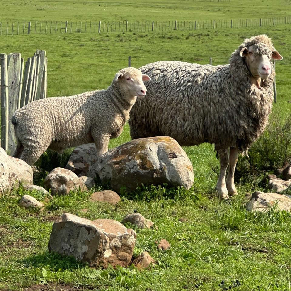 raca Dohne Merino - Livramento