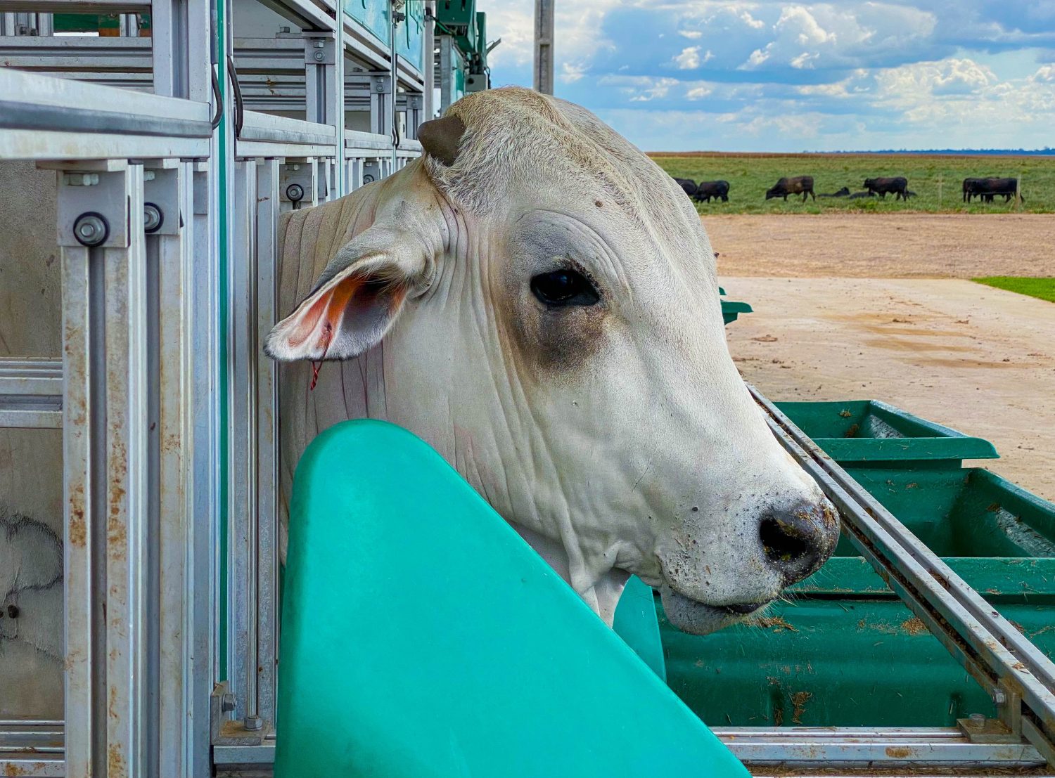 resultados da primeira prova de avaliacao de desempenho das regioes Norte e Nordeste - growsafe intergado