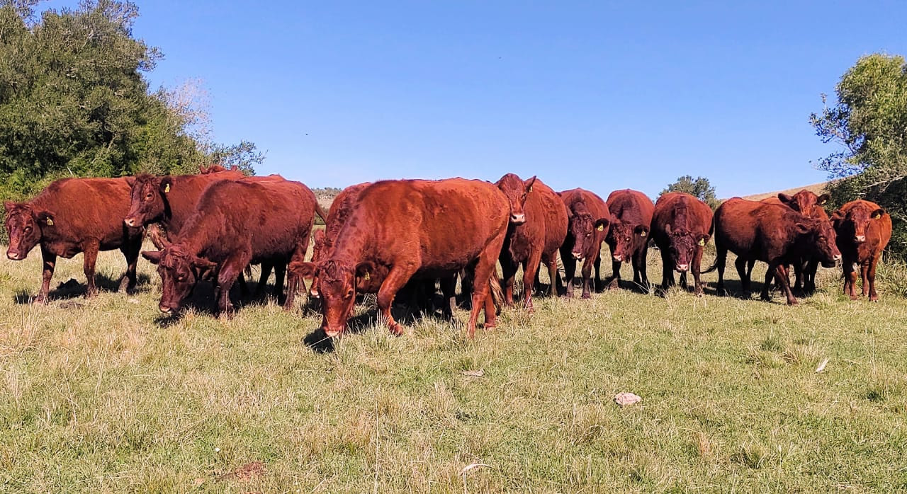 20 femeas da raca Devon - Argentina e Brasil