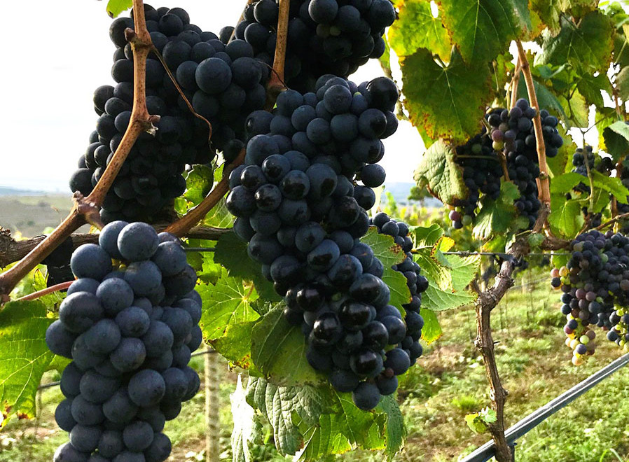Cooperativa Vinícola Garibaldi deve receber mais de 30 mil toneladas de uvas nesta safra