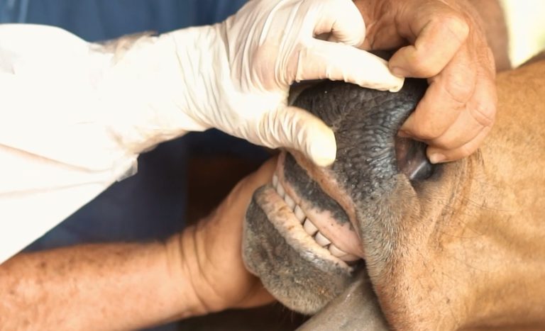 Mapa realiza simulado de febre aftosa no Acre com participação internacional e mais de 180 servidores