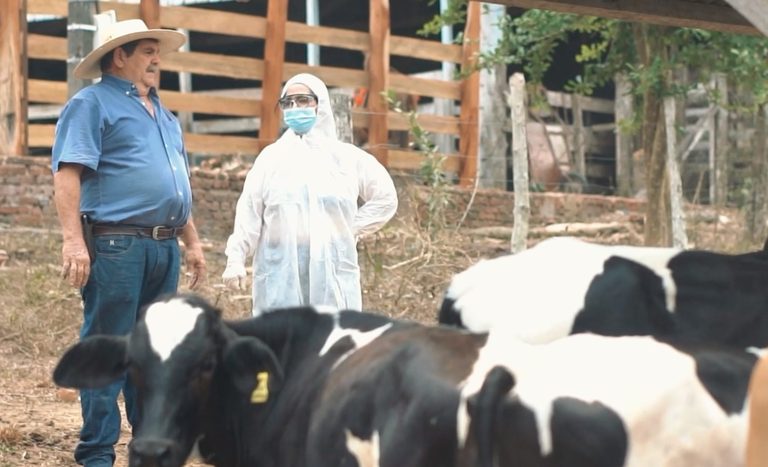 Mapa realiza simulado de febre aftosa no Acre com participação internacional e mais de 180 servidores