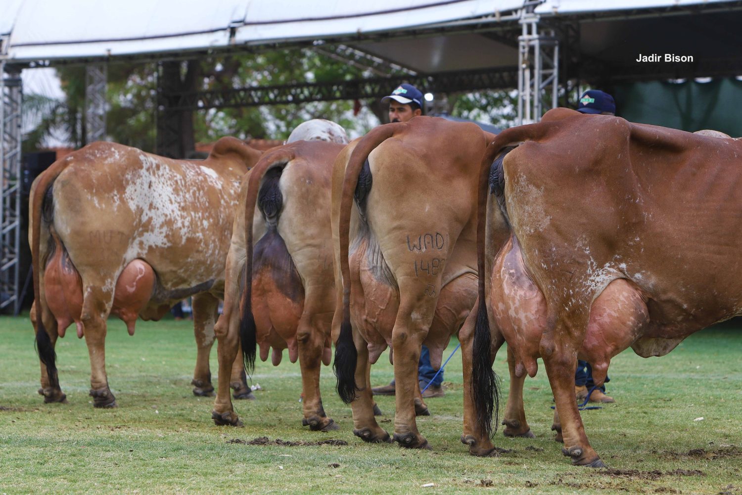 A-pista-de-julgamento-da-Exposicao-Nacional-do-Gir-Leiteiro-2024