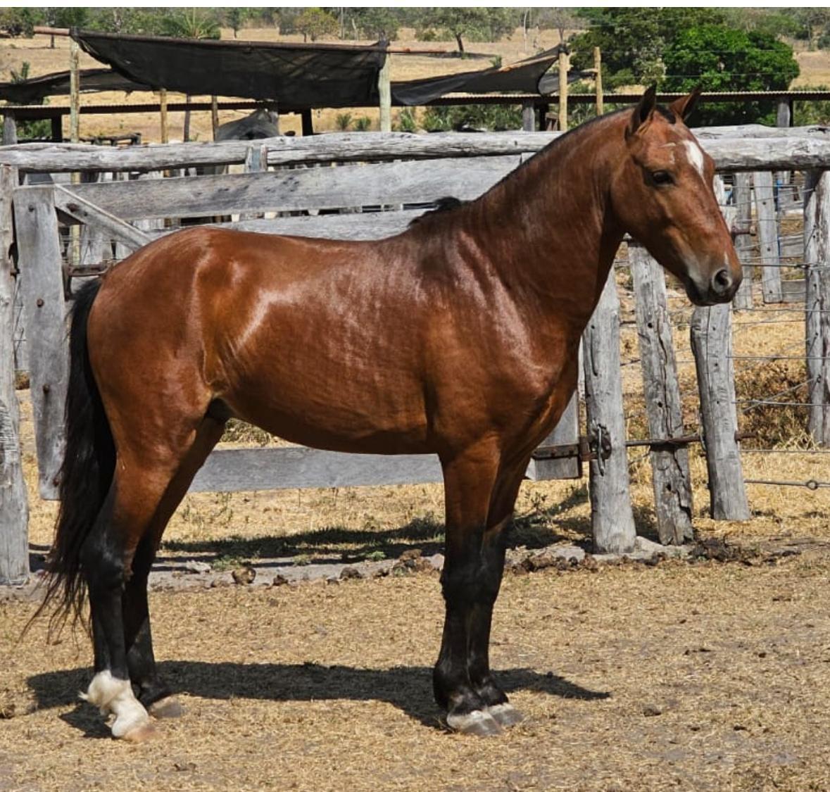 Cavalo Piquira - Grupo ADIR