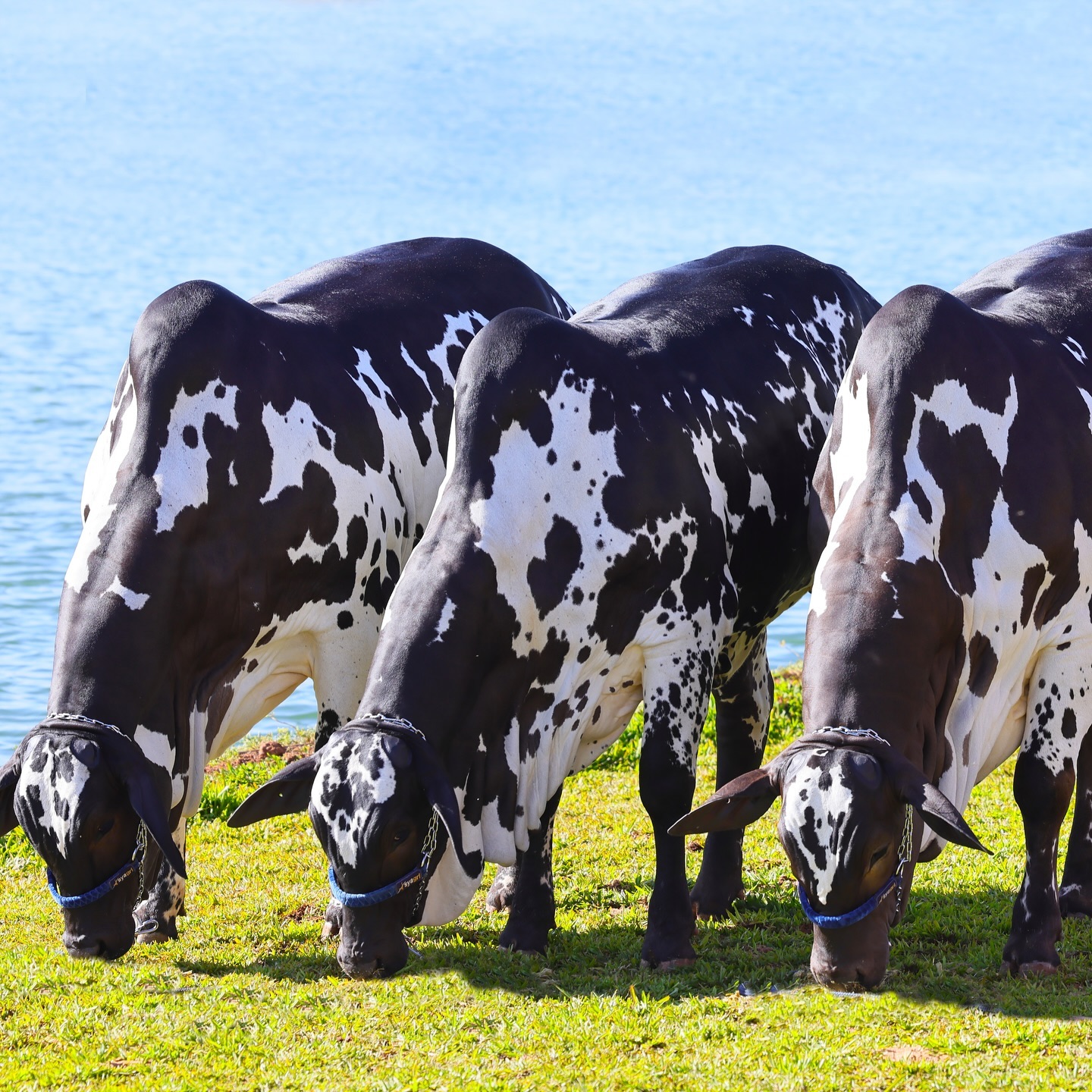 Familia de Campeas - Todas filhas da matriz Ibiza FIV SUREAL