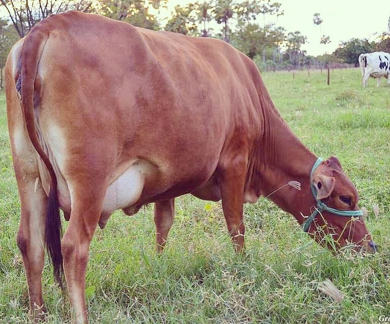 Fêmeas Sinjer 1/2 sangue (Sindi x Jersey)