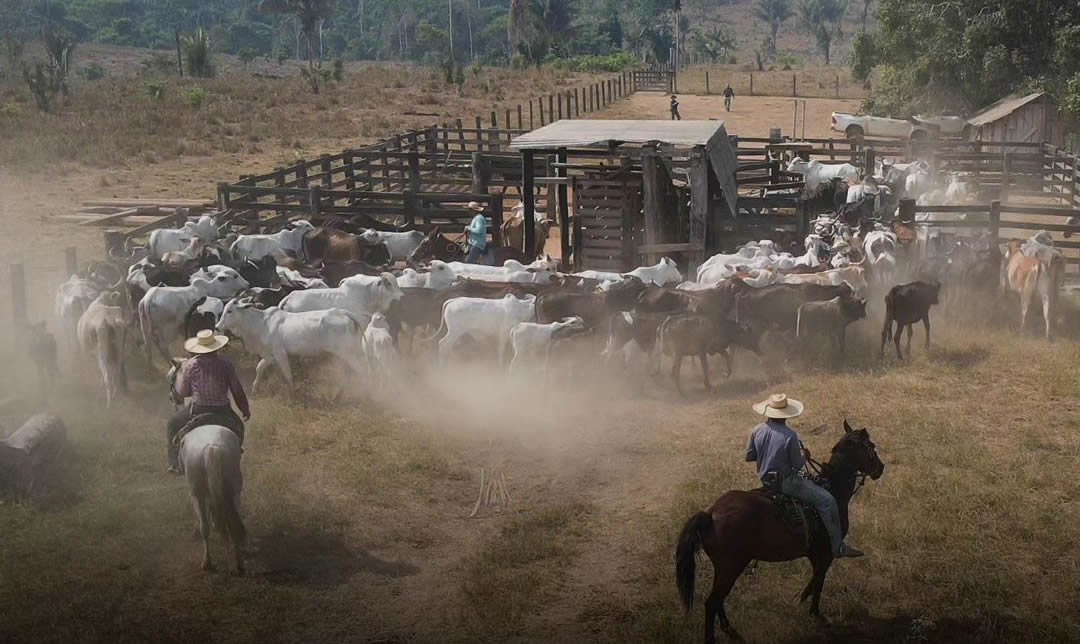 Ibama remove mais de 500 cabecas de gado em terra indigena no Para